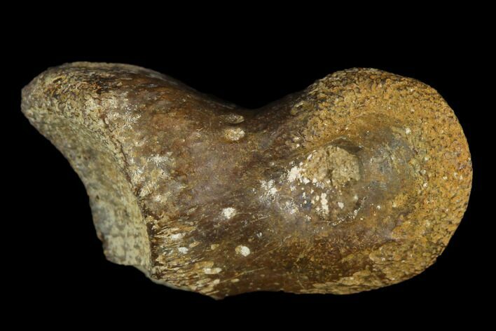 Theropod Phalange (Toe Bone) - Judith River Formation #129810